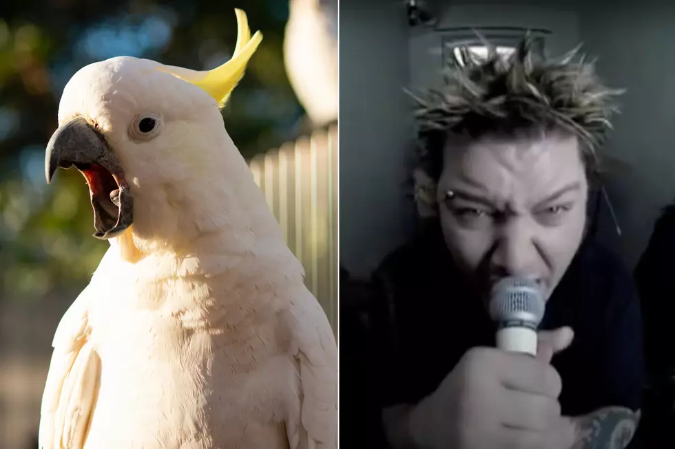 Cockatoo Won't Stop Singing Drowning Pool's 'Bodies'