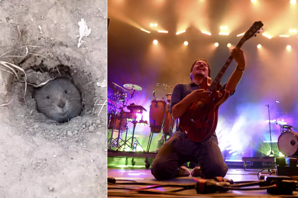 Gopher Burrows to Surface to Enjoy Music Festival