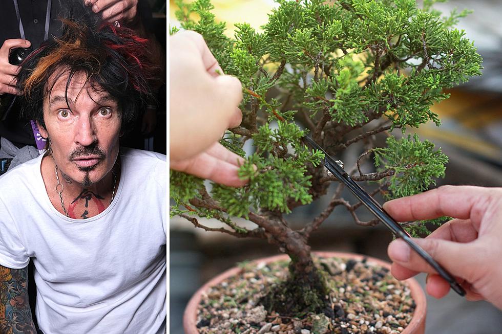 Tommy Lee Auctioning a Personal Bonsai Tree Workshop With Him