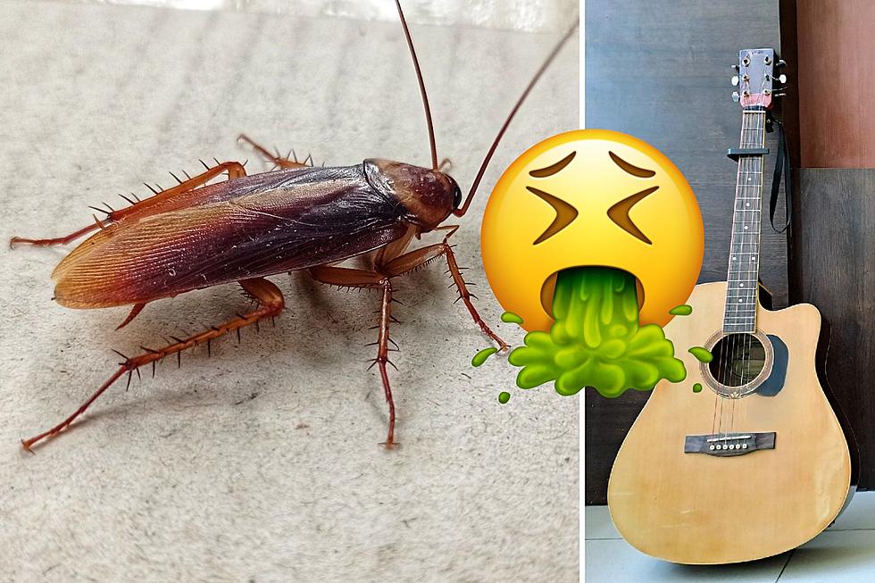 Man Wakes Up to Cockroach Playing His Guitar in Viral Video