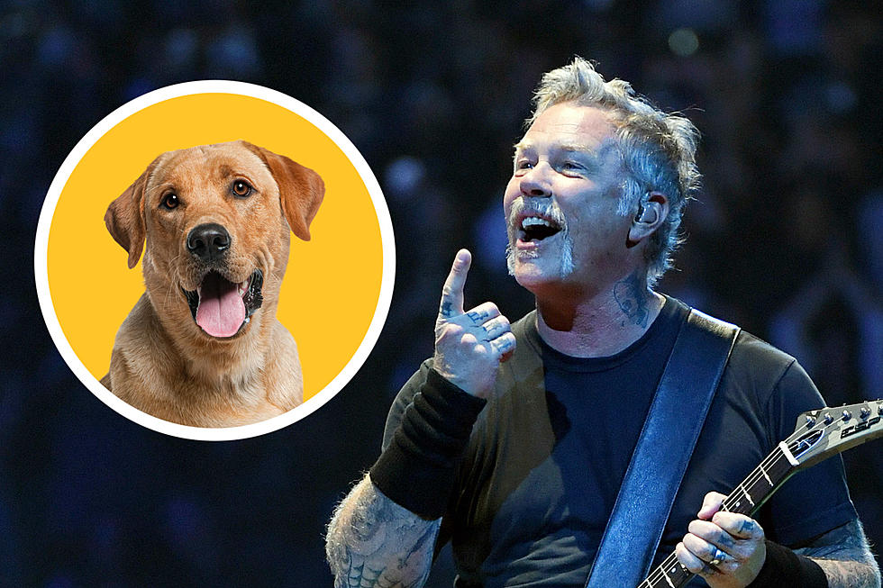 Metallica Warn Against Bringing Pets to Their Show After Dog Attends L.A. Gig