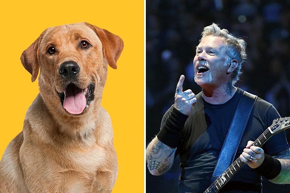 Metallica Warn Against Bringing Pets to Show After Dog Incident
