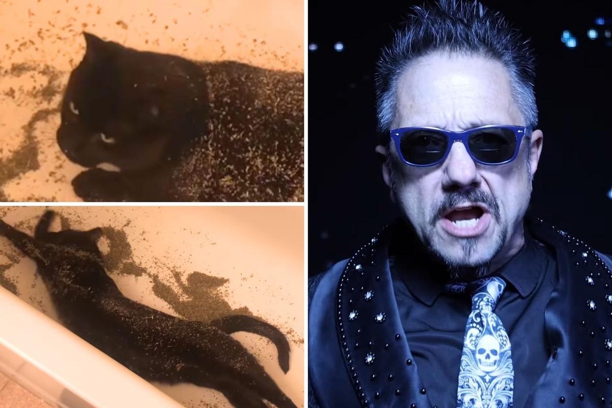Cat From Viral Video Appears in Industrial Band’s New Music Video Cat From Viral Video Appears in Industrial Band’s New Music Video
