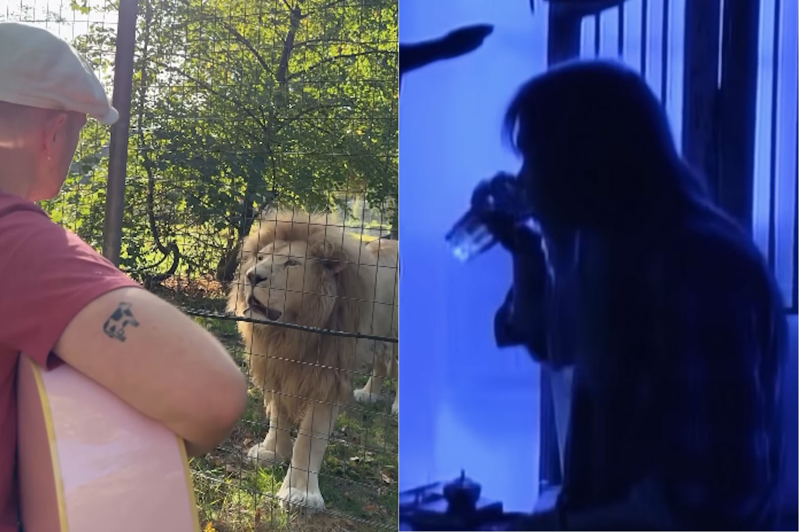 Zoo Lions' Unexpected Reaction to Man Playing '90s Rock Hit