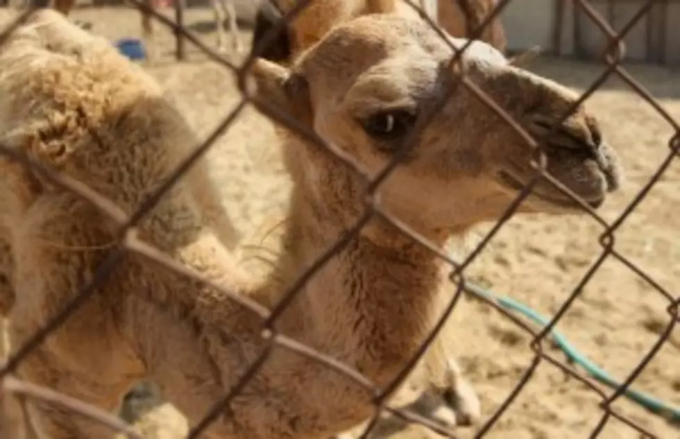 Princess The Camel Has History Of Predicting Super Bowl Winners, Who Did She Pick This Time?