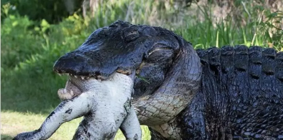 Video of Giant Cannibal Gator Catching an Unsuspecting Gator Has Everyone Freaking Out