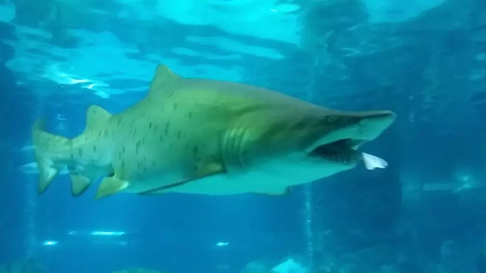 Crazy Video Shows Diver Nearly Ending Up in Tiger Shark&#8217;s Mouth