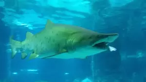 Crazy Video Shows Diver Nearly Ending Up in Tiger Shark’s Mouth