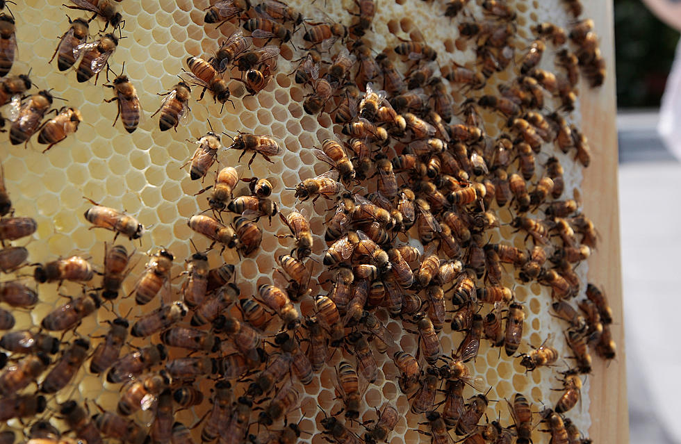 WATCH - PGA Tour Players Attacked by a Swarm of Bees