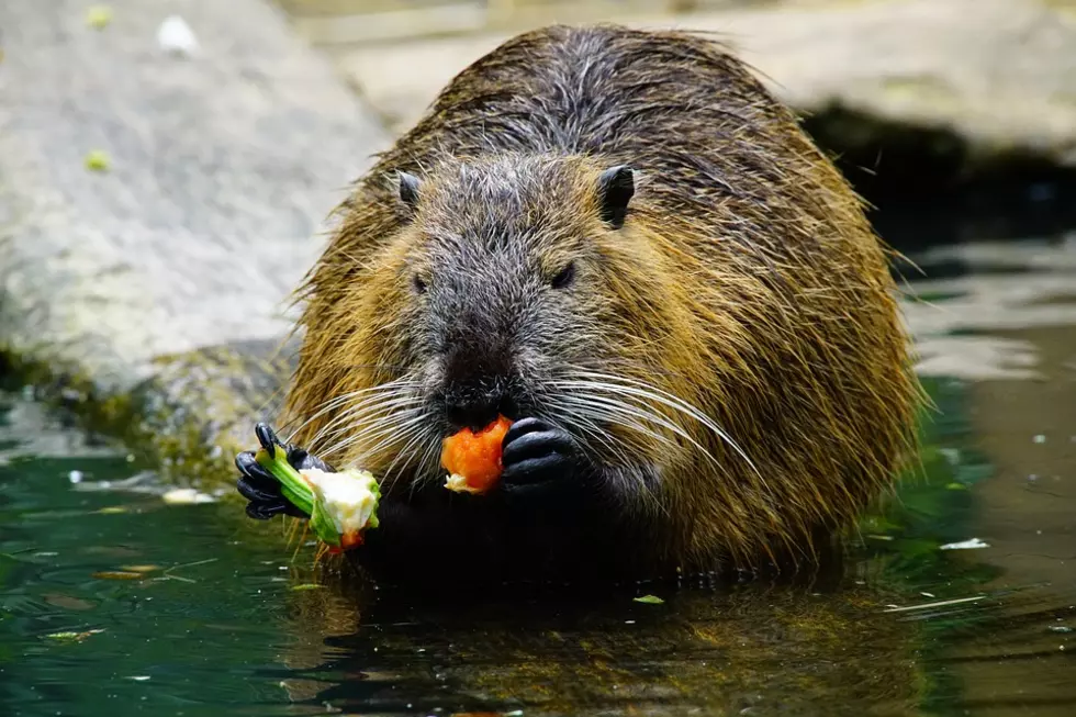 Nutria Ranks As The &#8220;Grossest&#8221; Thing We Eat In Louisiana