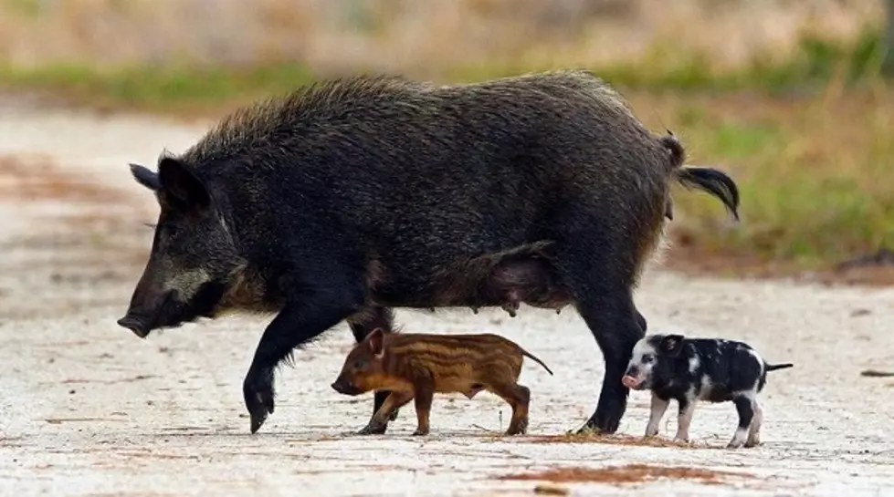 Feral Hogs (Photo Courtesy of nps.gov)