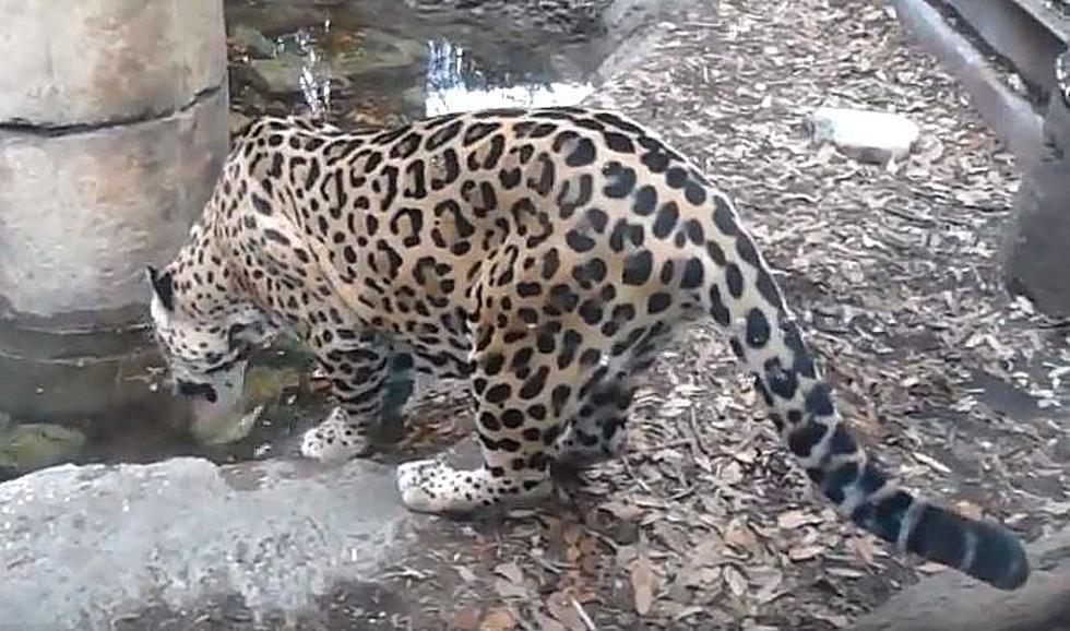 New Orleans Zoo Closed After Jaguar Escapes