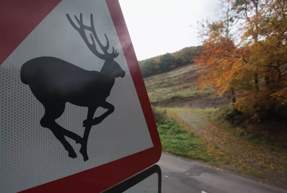 DEP Says Towns Are Free To Extend Hunting Safety Zone [AUDIO]