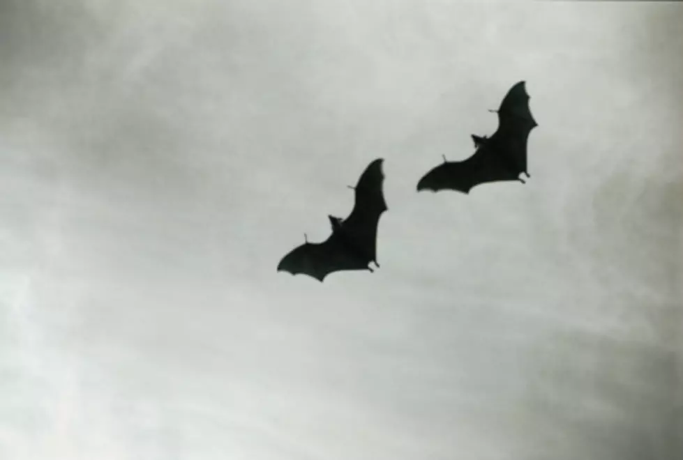 NJ Bat Tests Positive for Rabies