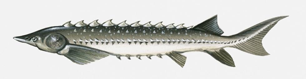 Atlantic Sturgeon Declared Endangered Species