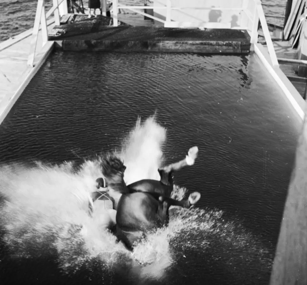 Atlantic City&#8217;s Diving Horse Return Scrapped