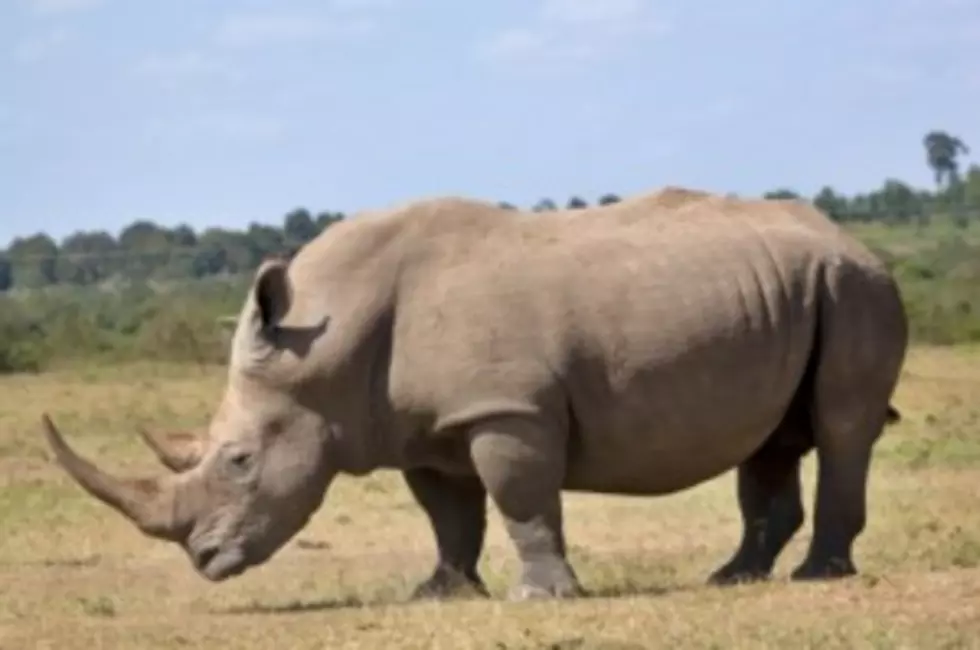 Feds Crack Down on Rhino Horn Smuggling Ring