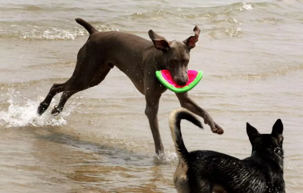 The Jersey Shore’s Best Dog Parks