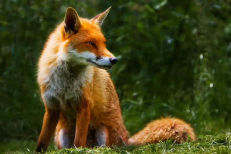 South Jersey Woman Strangled Rabid Fox After Attack at Her Home