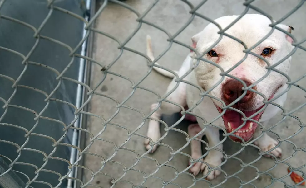 After NJ attacks: Are pit bulls really dangerous?