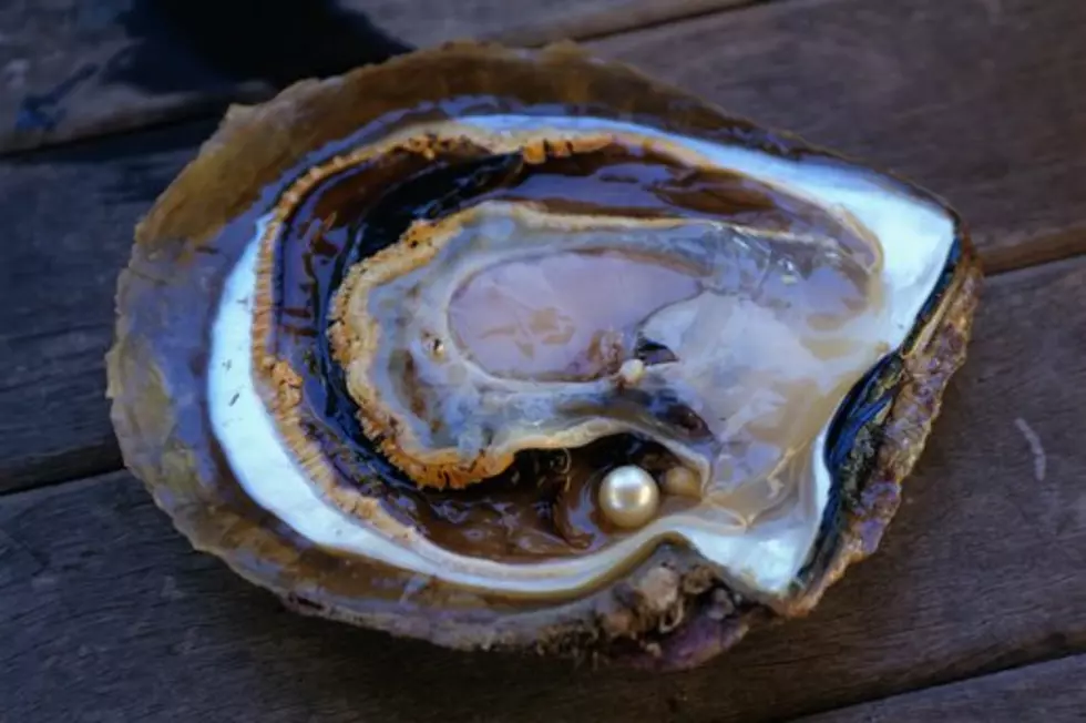 NJ Baby Oysters Thrive; Bay Test Expanded