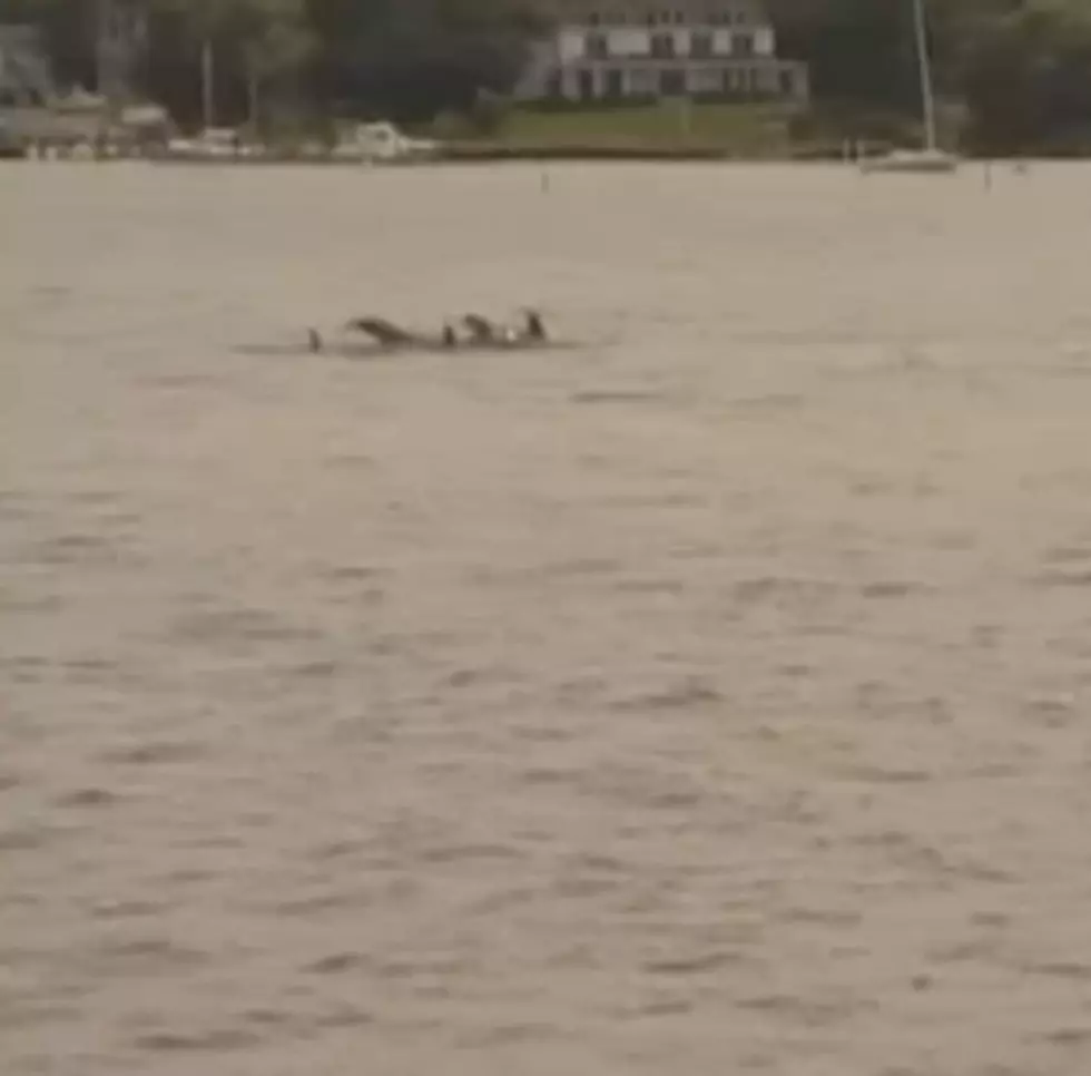 Dolphins Return to the Navesink – Should They be Led Out to Sea? [POLL]