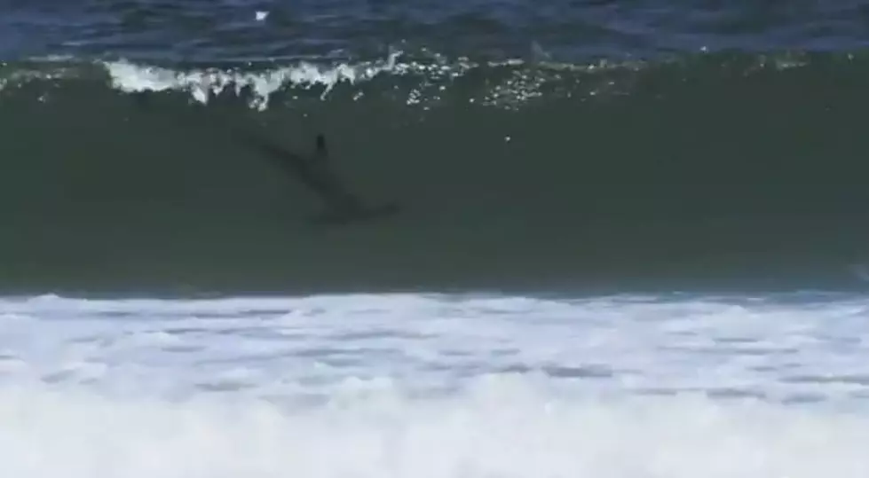 Track Elias the hammerhead shark as he swims the Jersey Shore