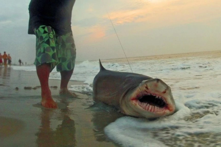 shark in new jersey