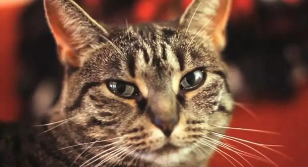 The Funniest Cat Video on the Internet [VIDEO]