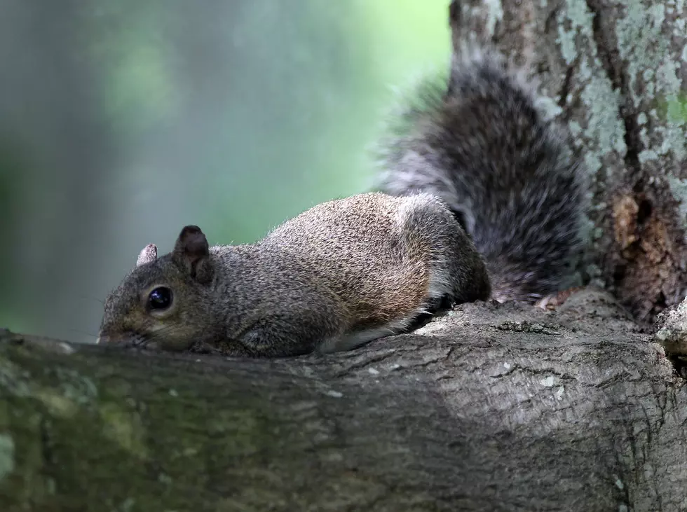 S. Jersey squirrel hunt had no squirrels