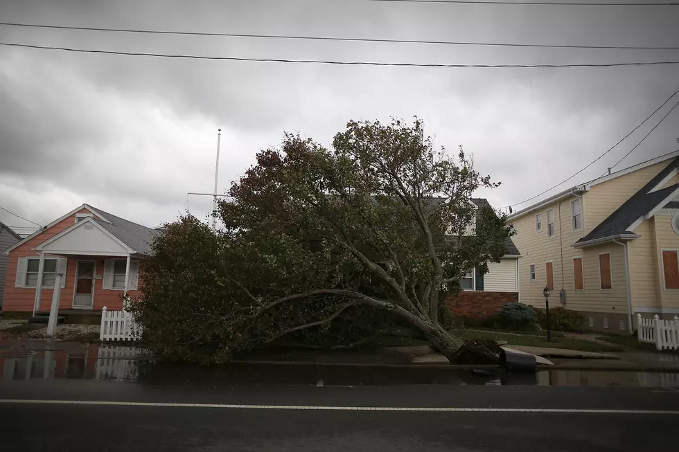 Trees Can Be A Blessing Or A Curse [AUDIO]