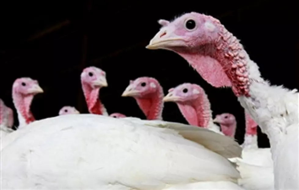 Wild Turkeys Stir Up Trouble in Montgomery