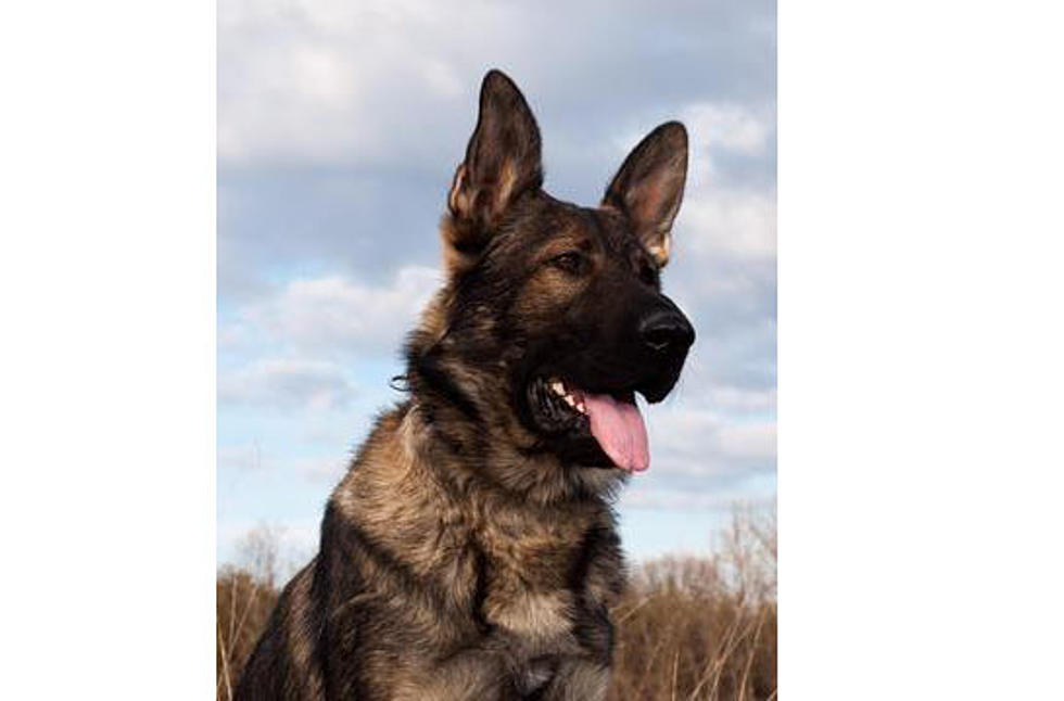 Police Dog Killed In New York State Was On His First Mission