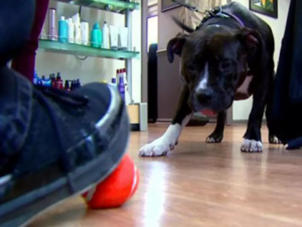 Hero Pit Bull Saves Elderly Woman With Dementia [VIDEO]
