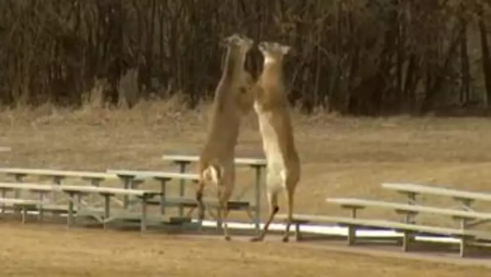 What Happens When Deer Fight? [VIDEO]