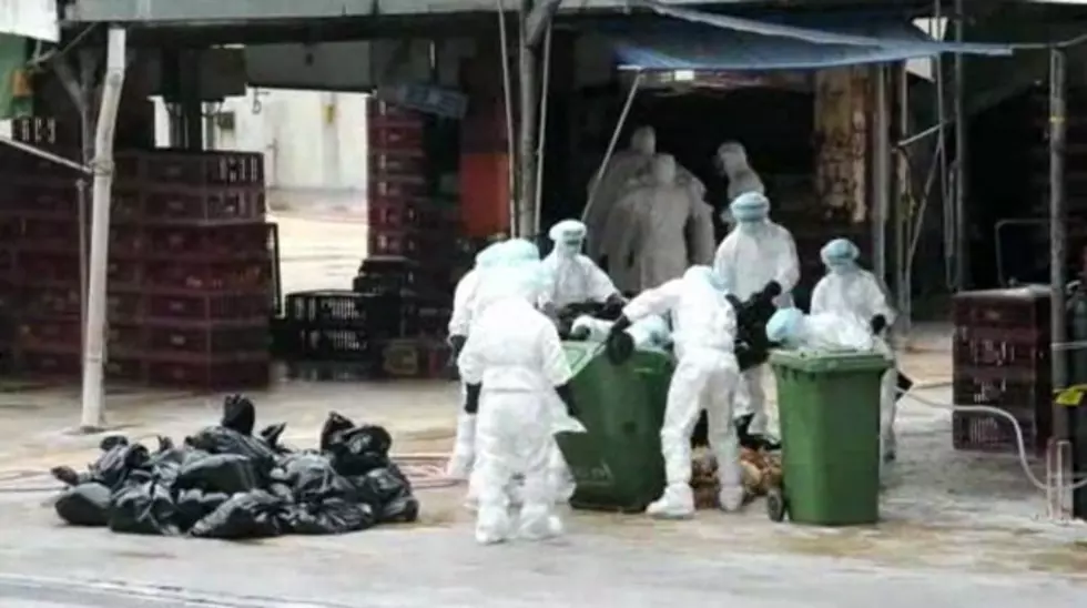 New Bird Flu Strain Causes Fourth Death In China [VIDEO]