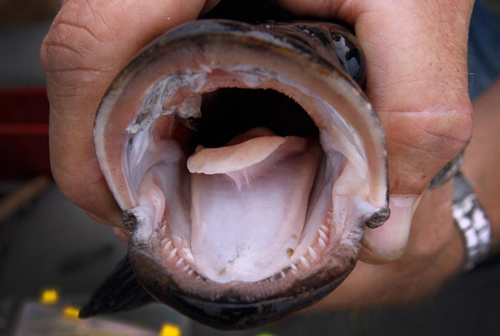 Predator Fish That Can Live Out of Water Found in New York City [VIDEO]