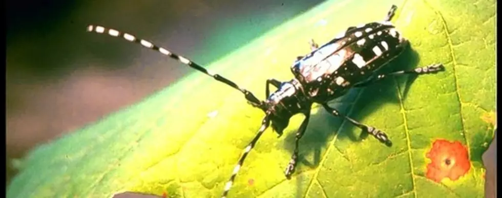 Tough Winter Could Stifle a Migrating Bug [AUDIO]
