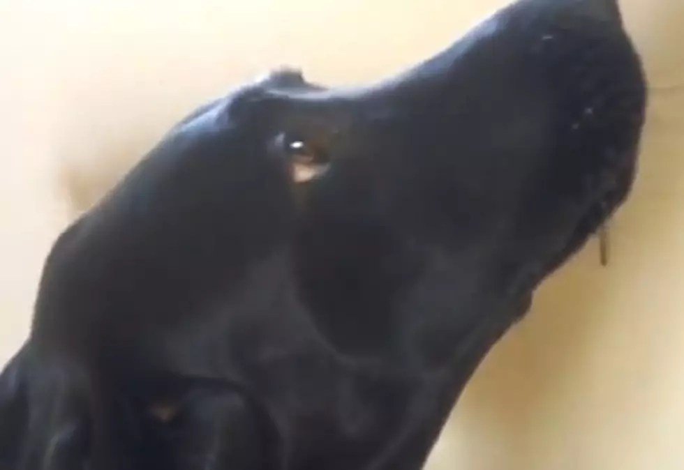 Dog Sings Along to Adele [VIDEO]