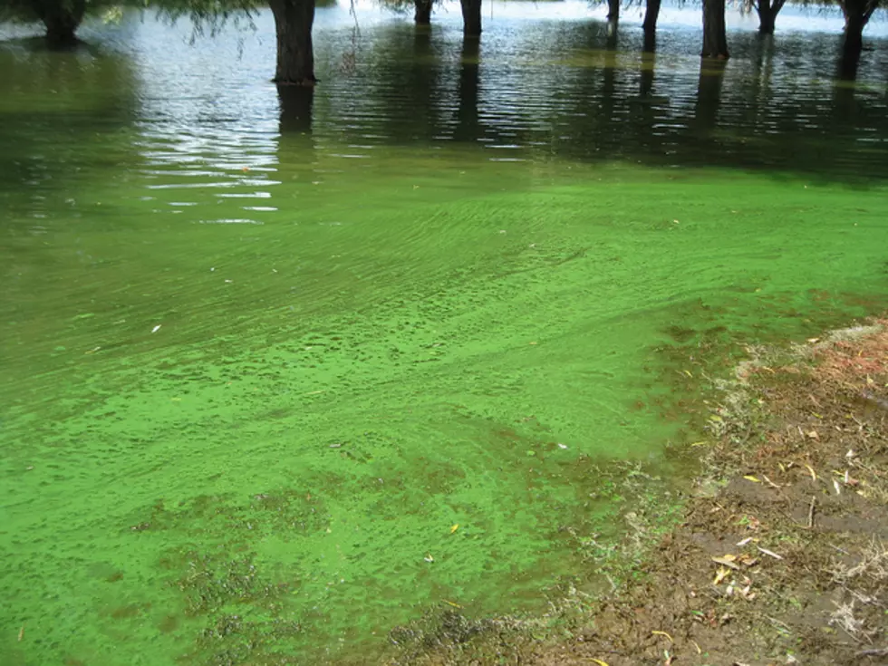 Dangerous Algae Reported in 15 States, Not Jersey [AUDIO]