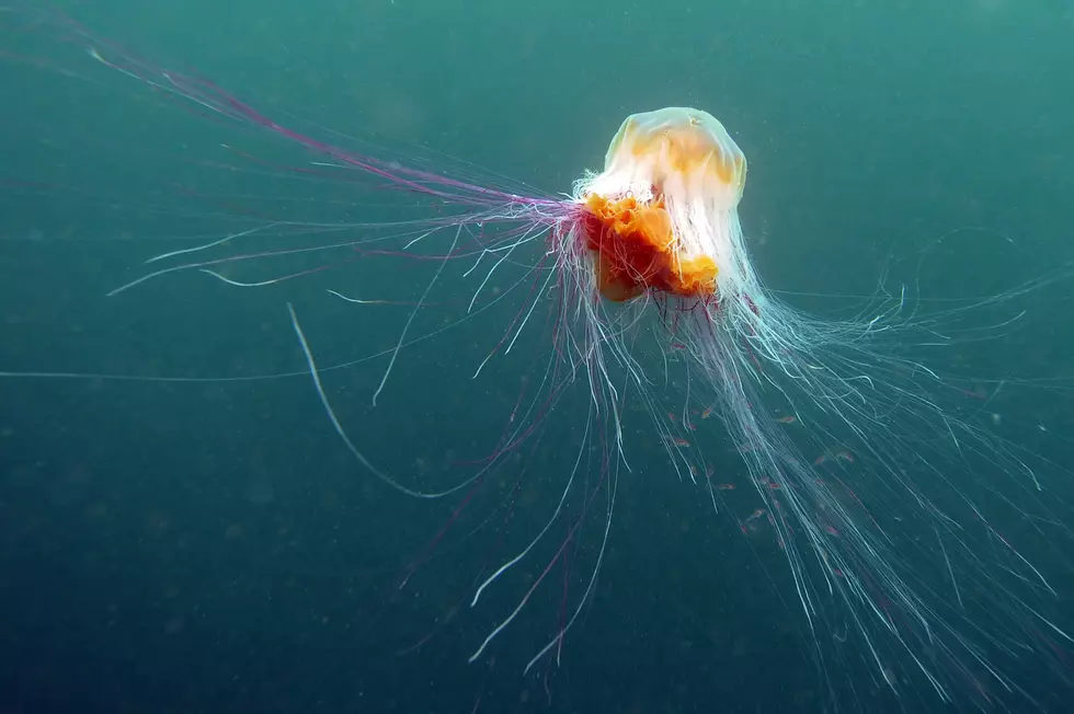 New Jersey Swimmers Warned About Jellyfish [POLL/AUDIO]