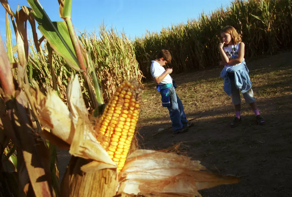 Amazing Corn Maze Design of Governor Christie and Barbara Buono [PHOTO]