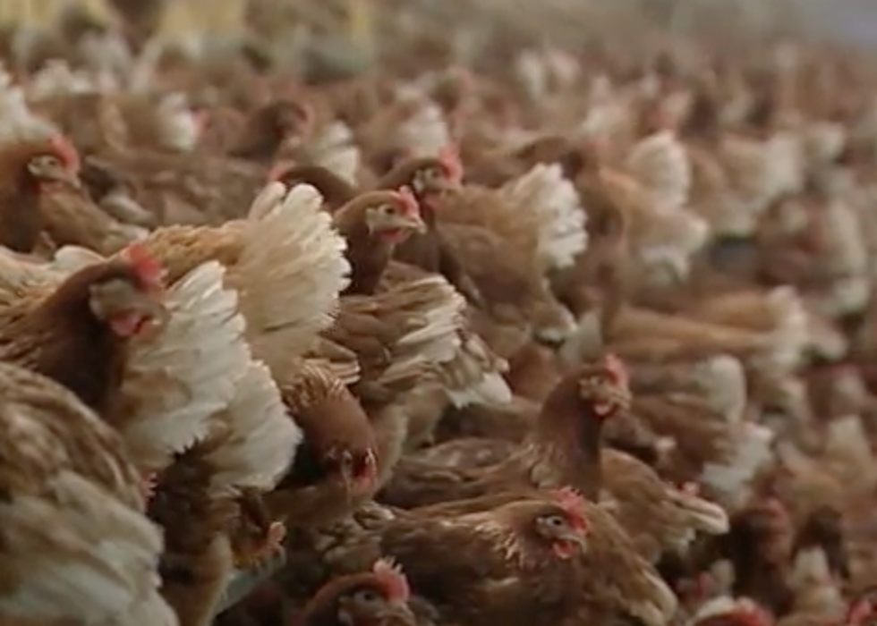 Rutgers Goes to “Cage-Free Eggs” – Is it Worth the Price? [POLL/VIDEO]