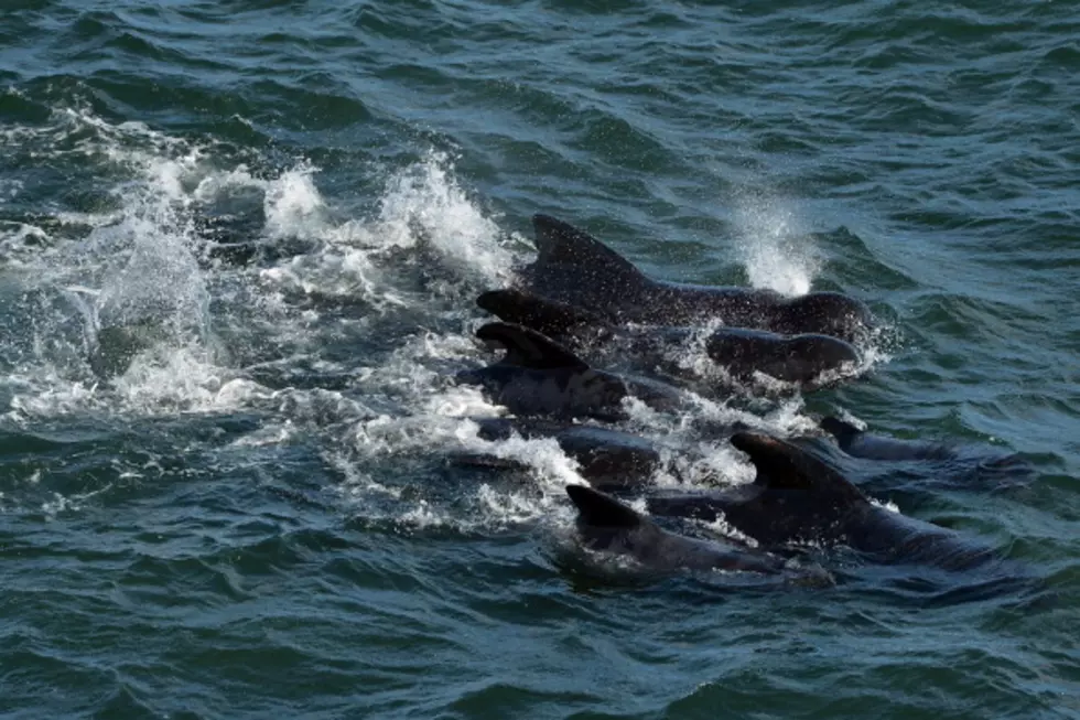 Officials:  35 Pilot Whales Moving in Deeper Water