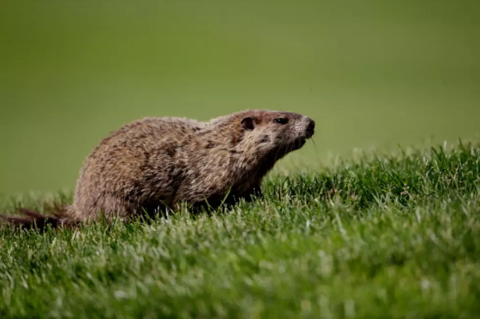 Groundhog Predicts Both Weather and Super Bowl Teams