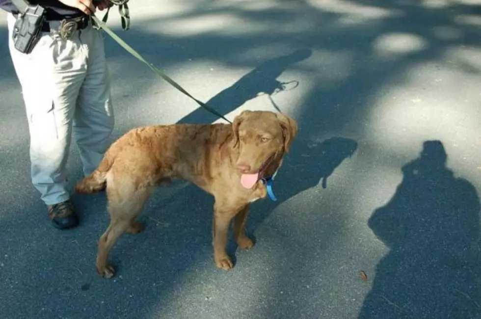 Dog in Training for NJ K-9 Unit Goes Missing