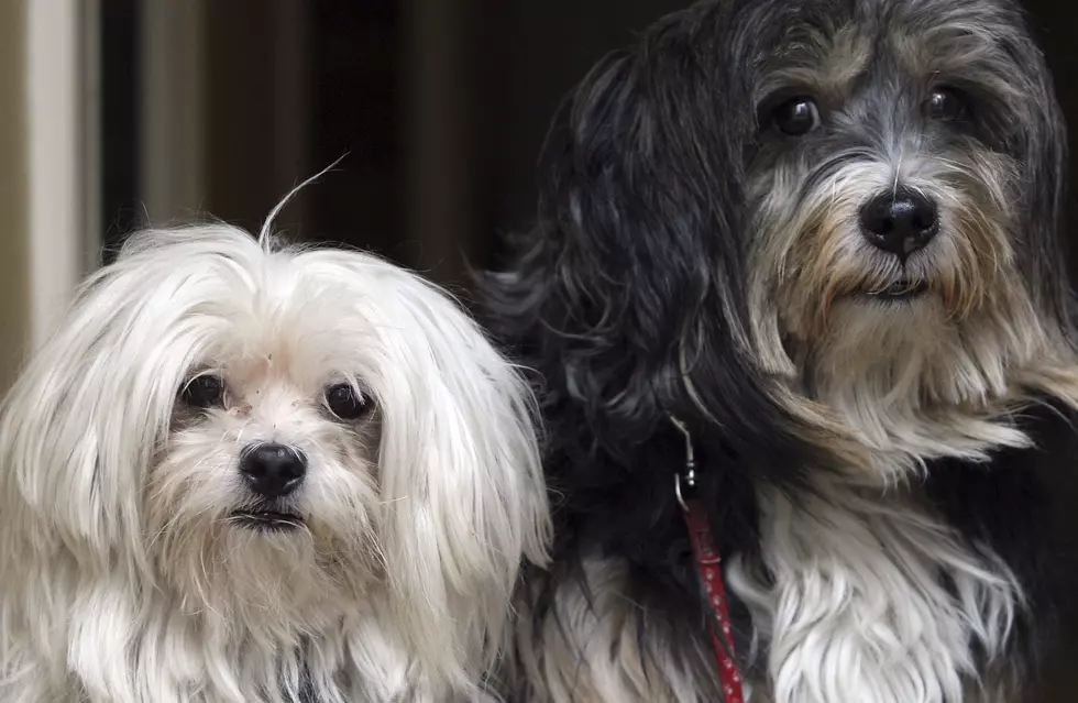 Some NJ Residents are Smoking Pot – With Their Pets [AUDIO]