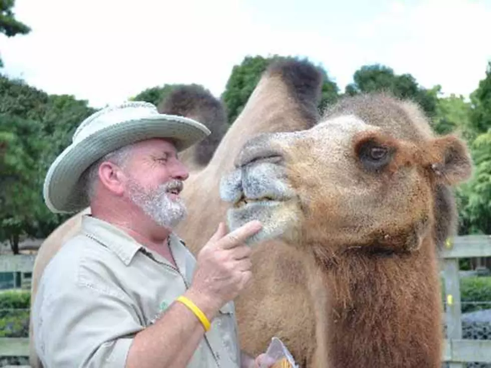 Princess the Camel to Be Honored Super Bowl Sunday