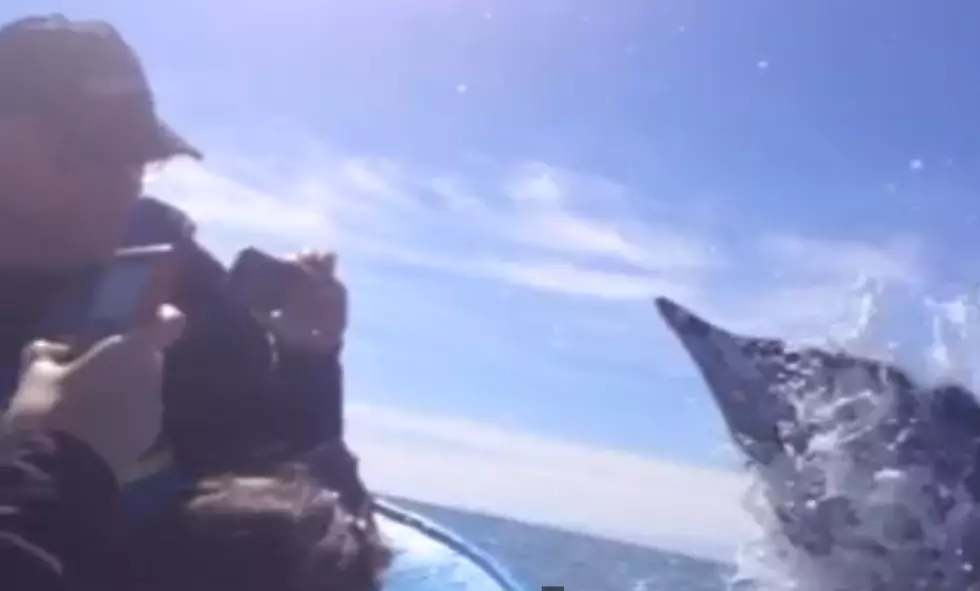 Woman Gets Slapped in Face by Whale [VIDEO]