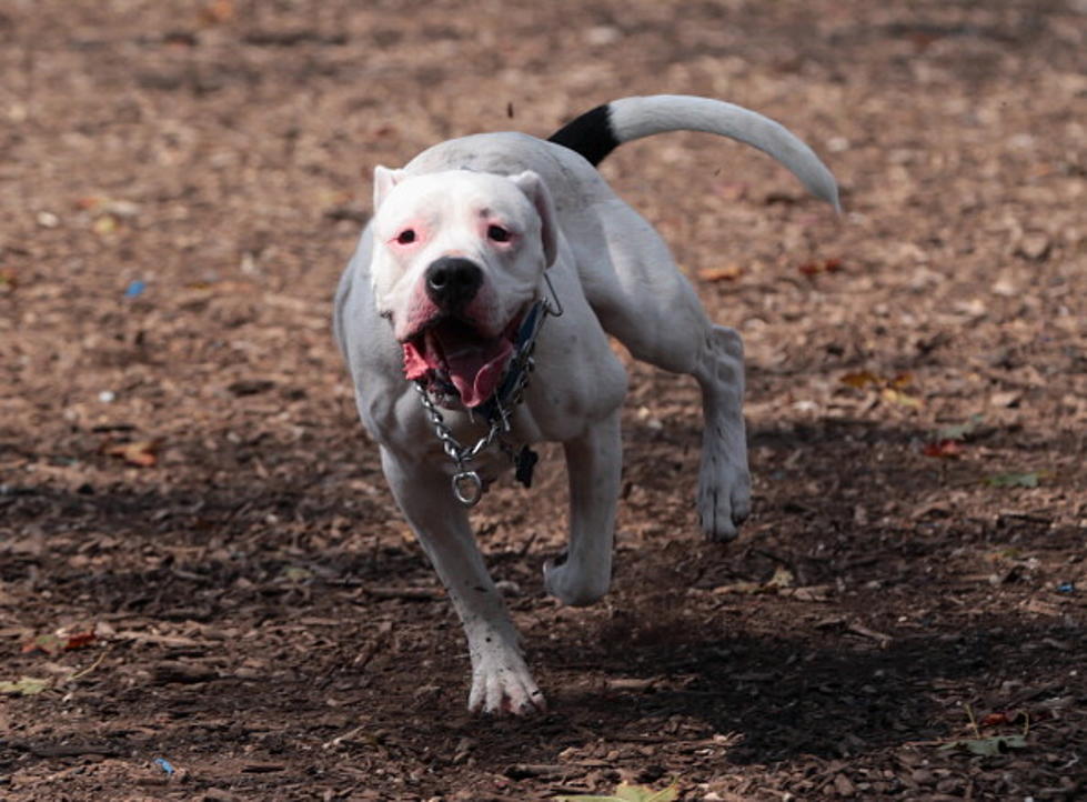 Pit bull puppies may have been exposed to rabies in Monmouth County